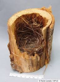 Attēlu rezultāti vaicājumam “Troglodytes troglodytes nest”