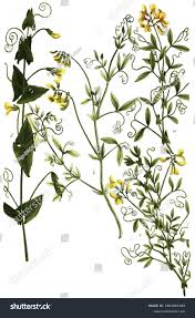 Attēlu rezultāti vaicājumam “Lathyrus sylvestris leaf”