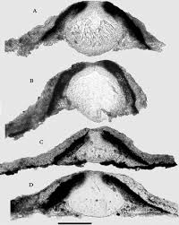 Attēlu rezultāti vaicājumam “Verrucaria hydrela”
