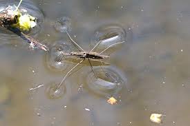 Attēlu rezultāti vaicājumam “Aquarius najas”