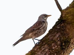 Attēlu rezultāti vaicājumam “Turdus pilaris”