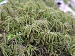 Attēlu rezultāti vaicājumam “Hylocomiastrum umbratum”