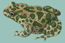 Attēlu rezultāti vaicājumam “Pseudepidalea viridis”