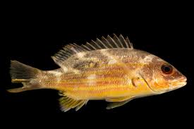 Image result for Lutjanus jocu