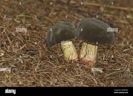 Attēlu rezultāti vaicājumam “Xerocomus pruinatus”