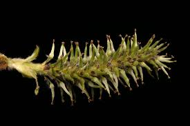 Attēlu rezultāti vaicājumam “Salix cinerea female flower”