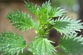 Attēlu rezultāti vaicājumam “Urtica urens”