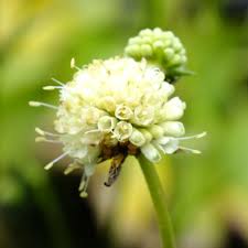 Attēlu rezultāti vaicājumam “Succisa pratensis bud”