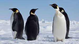 Image result for penguin