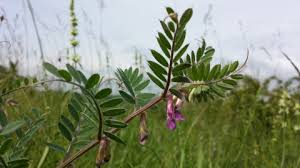 Attēlu rezultāti vaicājumam “Vicia”