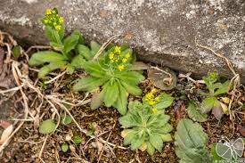 Attēlu rezultāti vaicājumam “Draba nemorosa”