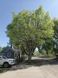 Attēlu rezultāti vaicājumam “Phellodendron amurense”