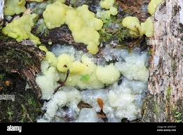 Attēlu rezultāti vaicājumam “Ceratiomyxa porioides”