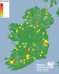 Attēlu rezultāti vaicājumam “Chaetopteryx villosa”