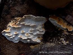 Attēlu rezultāti vaicājumam “Antrodia serialis”