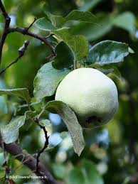 Attēlu rezultāti vaicājumam “Cydonia oblonga”