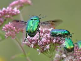 Attēlu rezultāti vaicājumam “Cetonia aurata imago”