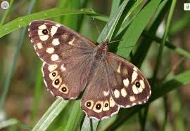 Attēlu rezultāti vaicājumam “Pararge aegeria upperside”