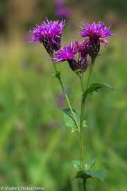 Attēlu rezultāti vaicājumam “Serratula tinctoria flower”