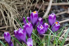 Attēlu rezultāti vaicājumam “Crocus vernus subsp. vernus”