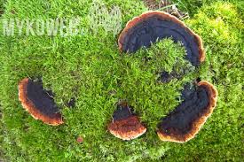 Attēlu rezultāti vaicājumam “Gloeophyllum odoratum”