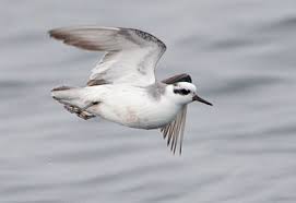 Attēlu rezultāti vaicājumam “Phalaropus fulicarius adult”