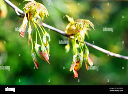 Attēlu rezultāti vaicājumam “Acer saccharinum flower”