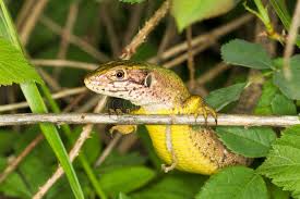 Attēlu rezultāti vaicājumam “Lacerta agilis”