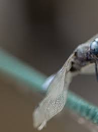 Attēlu rezultāti vaicājumam “Libellula fulva male”