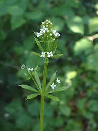Attēlu rezultāti vaicājumam “Galium aparine leaf”