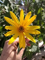 Attēlu rezultāti vaicājumam “Helianthus tuberosus flower”