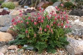 Attēlu rezultāti vaicājumam “Geum”