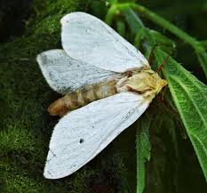 Attēlu rezultāti vaicājumam “Hepialus humuli”