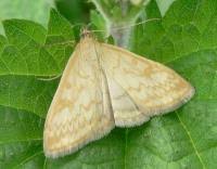 Attēlu rezultāti vaicājumam “Sitochroa verticalis”