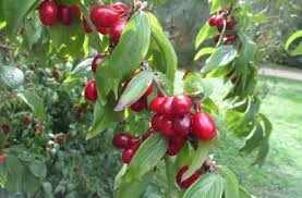 Attēlu rezultāti vaicājumam “Cornus mas fruit”