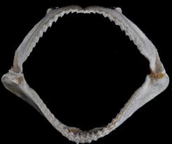 Image result for Sphyrna tiburo