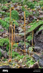 Attēlu rezultāti vaicājumam “Macrotyphula fistulosa”