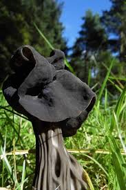 Attēlu rezultāti vaicājumam “Helvella lacunosa”