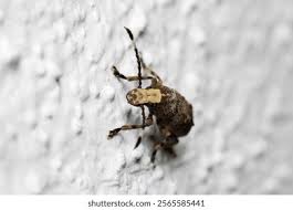 Attēlu rezultāti vaicājumam “Anthribidae”