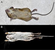 Attēlu rezultāti vaicājumam “Cricetidae”