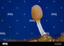 Attēlu rezultāti vaicājumam “Trichia sp.”