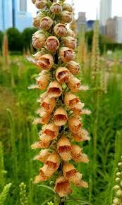 Image result for Digitalis ferruginea