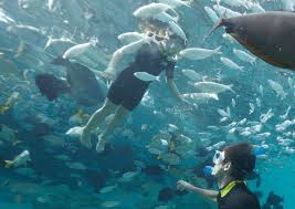 Image result for Belfairs Dolphins Snorkelling Club