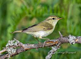 Attēlu rezultāti vaicājumam “Phylloscopus trochiloides adult”