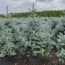 Attēlu rezultāti vaicājumam “Picea”