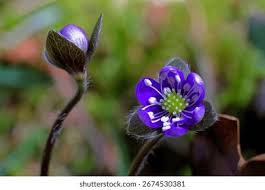 Attēlu rezultāti vaicājumam “Hepatica nobilis bud”