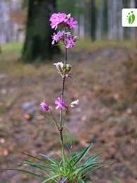 Attēlu rezultāti vaicājumam “Silene viscaria fruit”