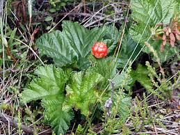 Attēlu rezultāti vaicājumam “Rubus chamaemorus”