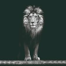 Image result for bilder