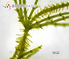 Attēlu rezultāti vaicājumam “Chara aspera”